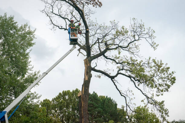 Best Storm Damage Tree Cleanup  in Sanford, ME